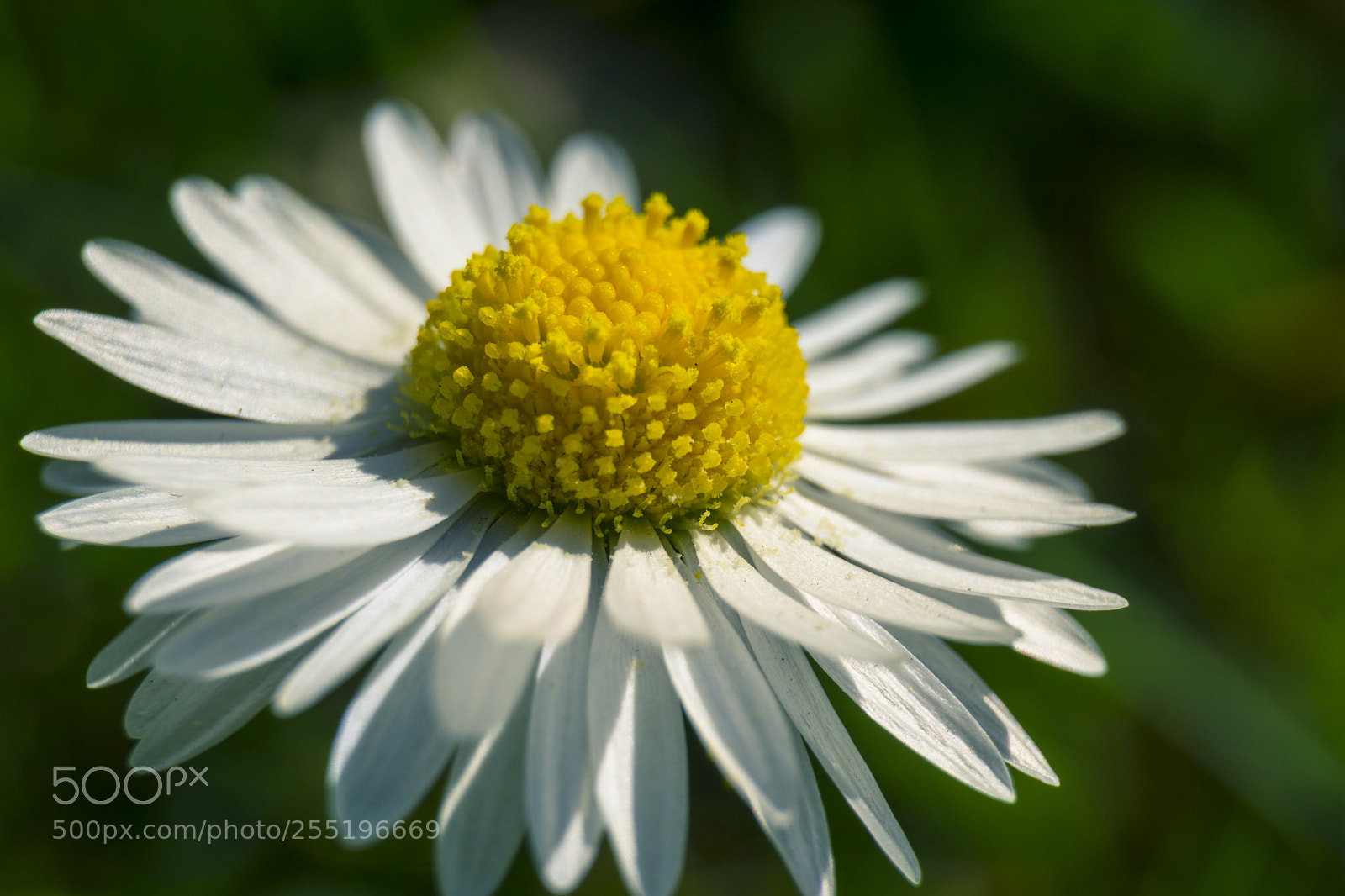 Sony a6000 sample photo. Da spring is coming! photography