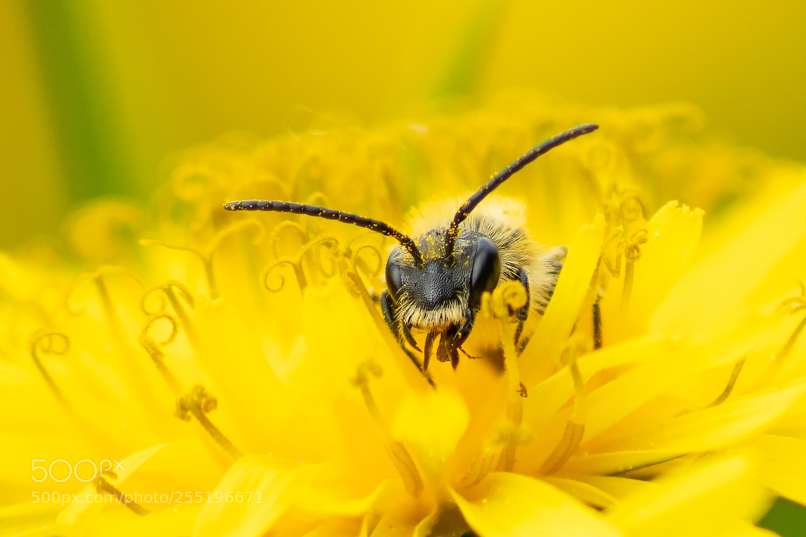 Nikon D850 sample photo. Bee photography