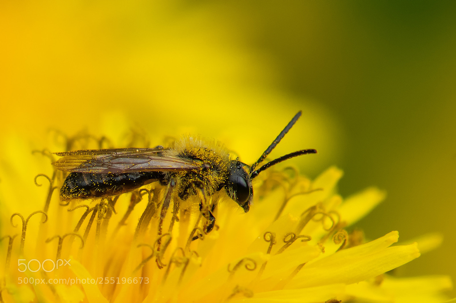 Nikon D850 sample photo. Bee photography