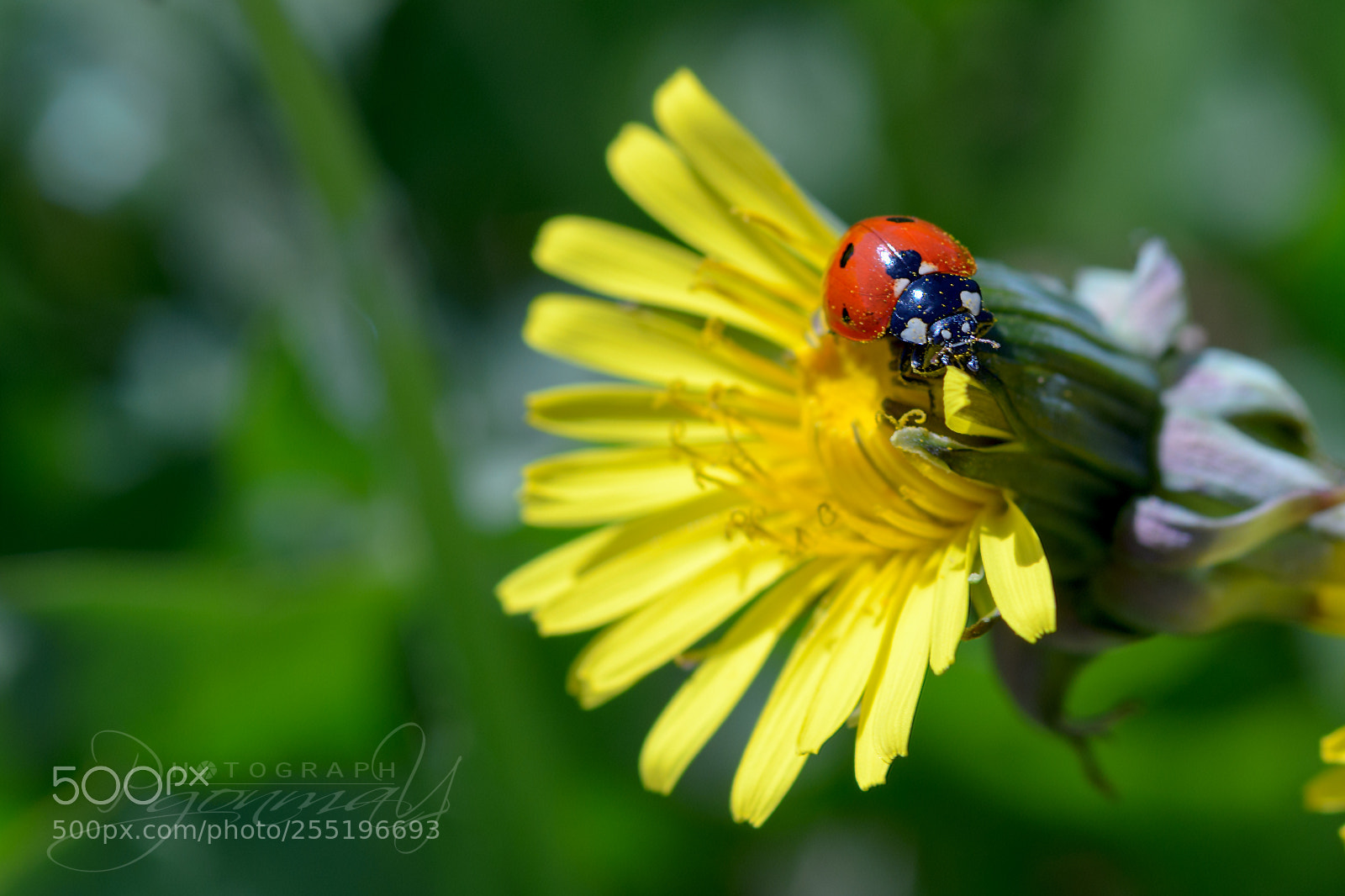 Nikon D7000 sample photo. Coccinella septempunctata photography
