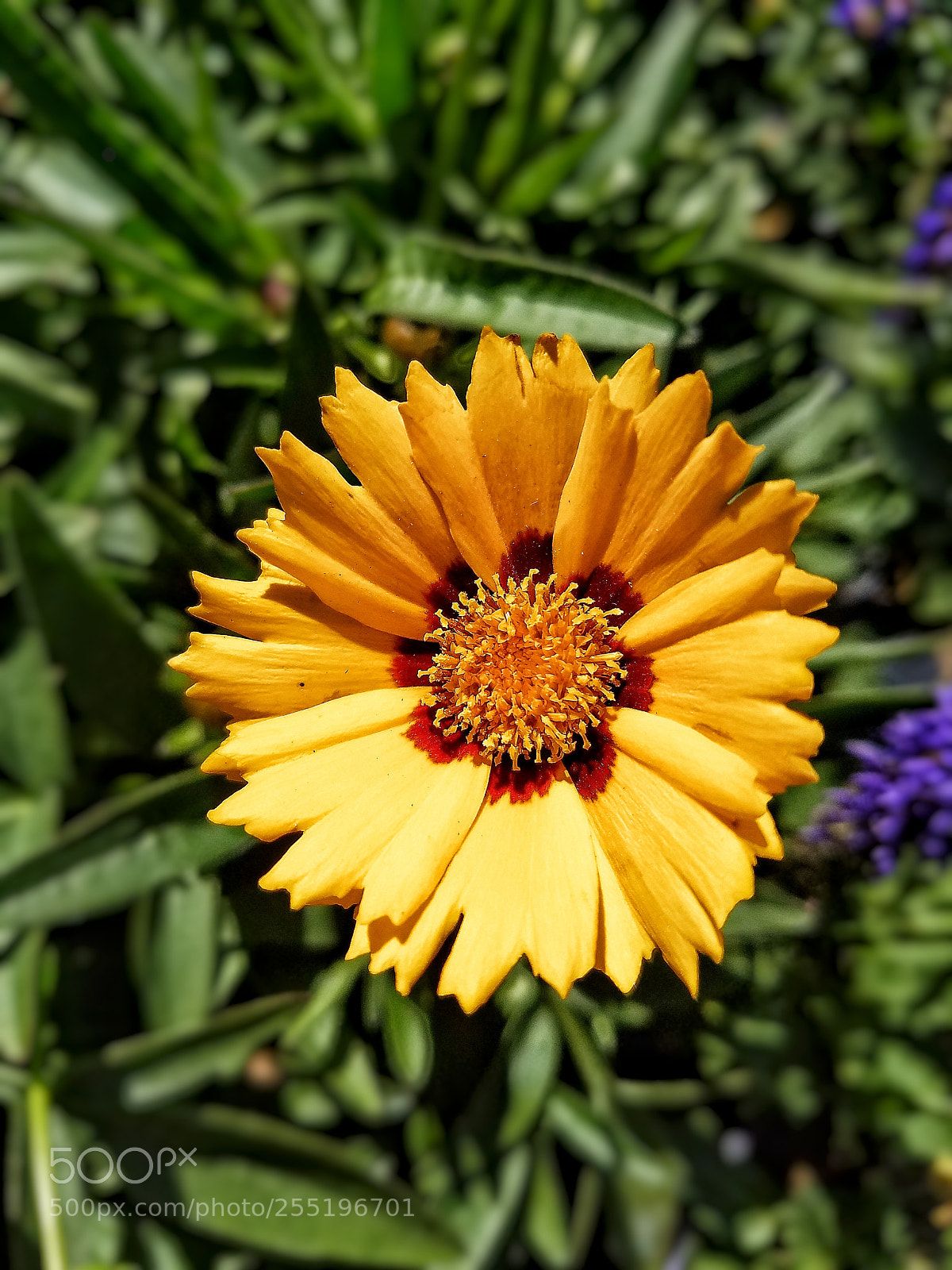Samsung Galaxy S7 Edge sample photo. Flower yellow photography