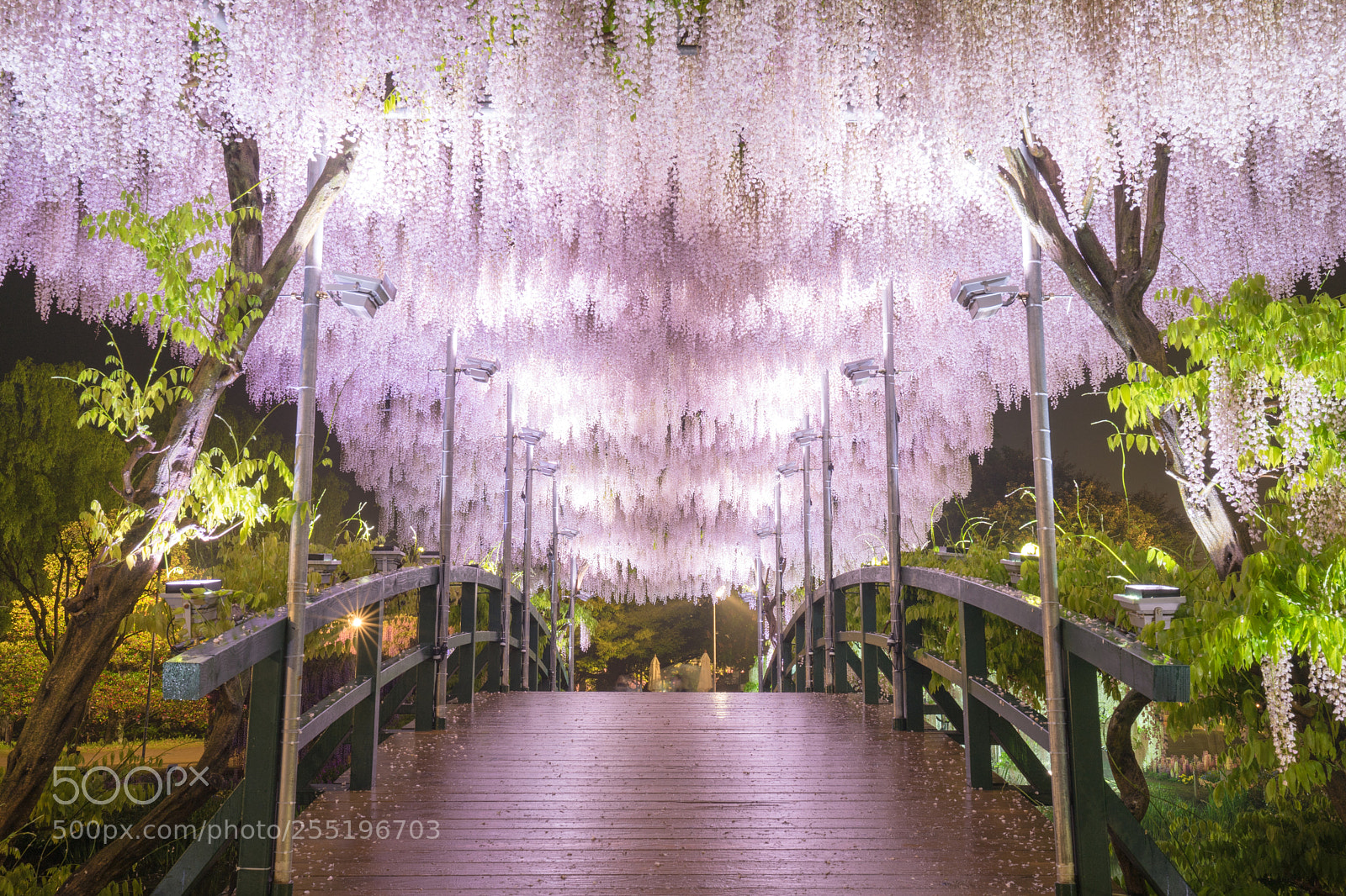 Sony a7 II sample photo. Pink curtain photography