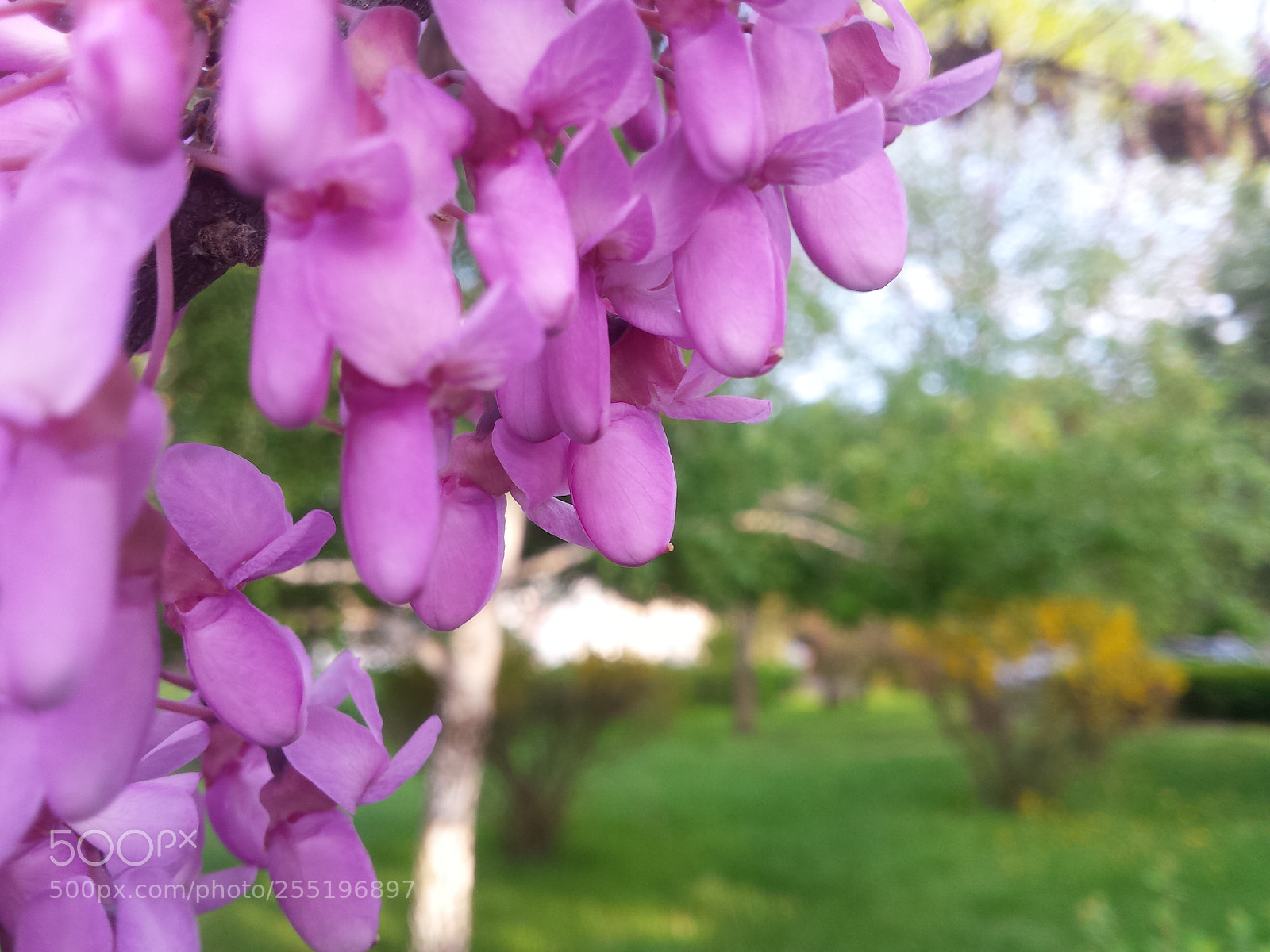 Samsung Galaxy S4 sample photo. Untitled photography