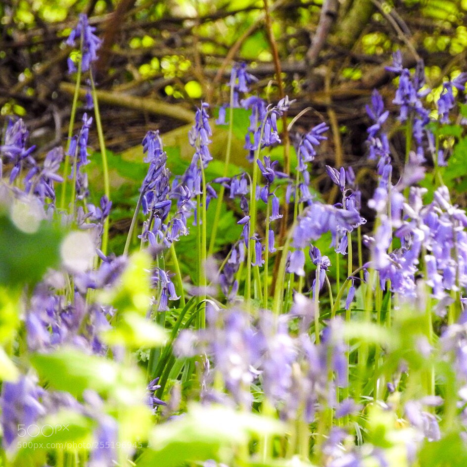 Nikon Coolpix P610 sample photo. Bluebell wood photography