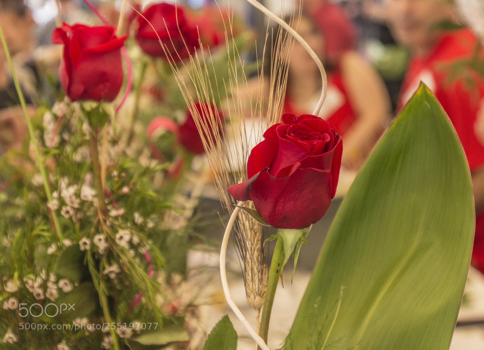 Nikon D7200 sample photo. Rosas para sant jordi photography
