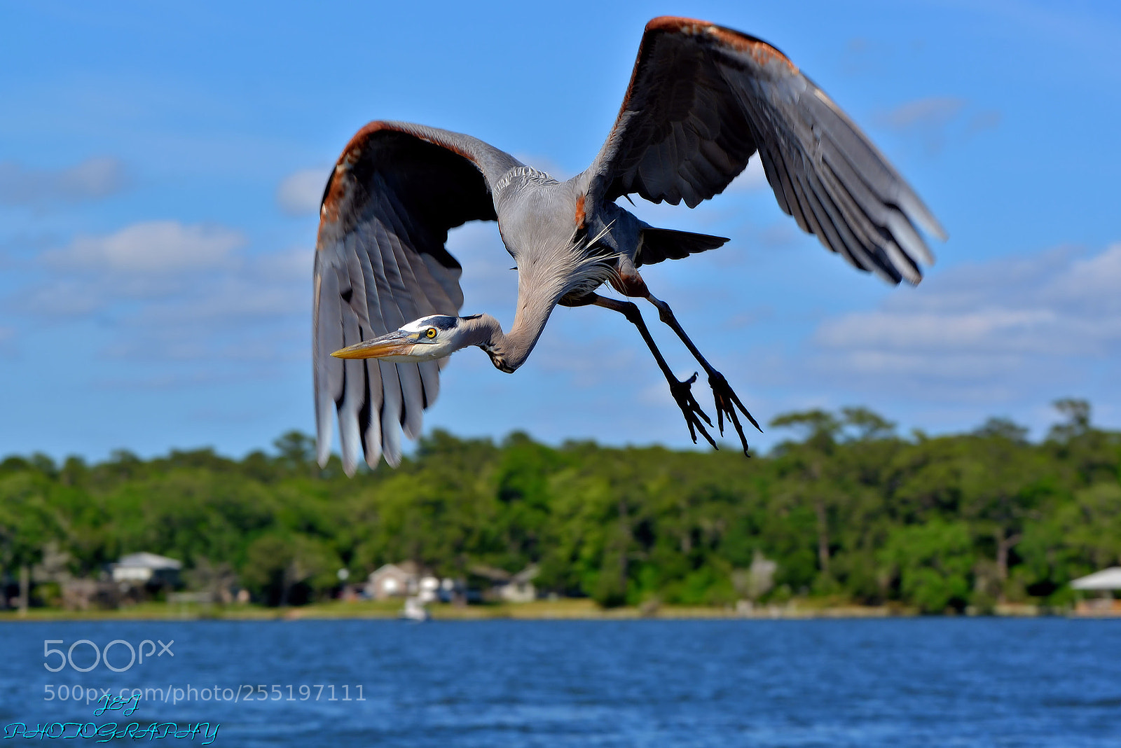 Nikon D7100 sample photo. Blue heron photography