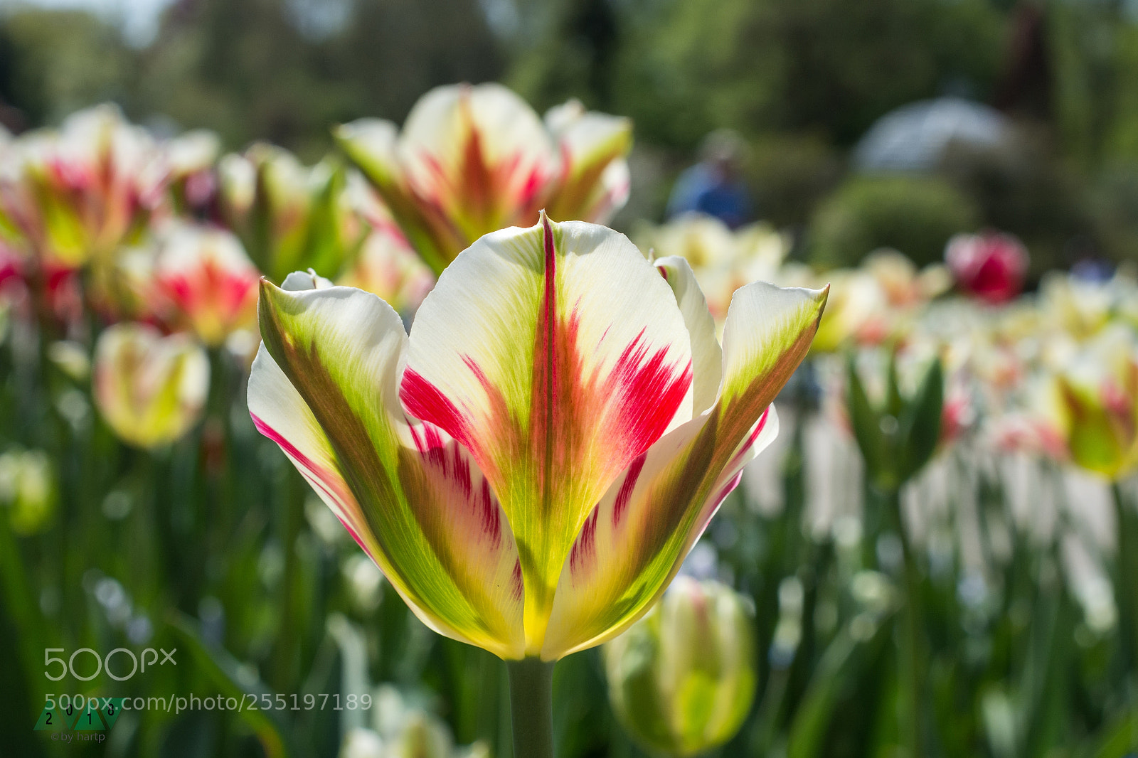 Nikon D7200 sample photo. Verspielt photography