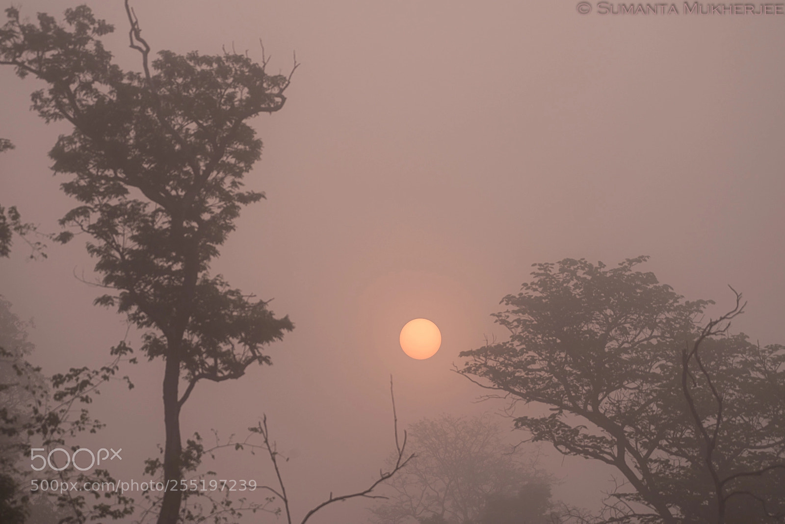 Nikon D810 sample photo. Mist photography