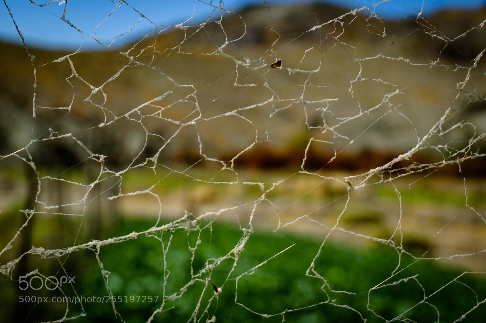Nikon D3300 sample photo. Spider's web shapes... photography