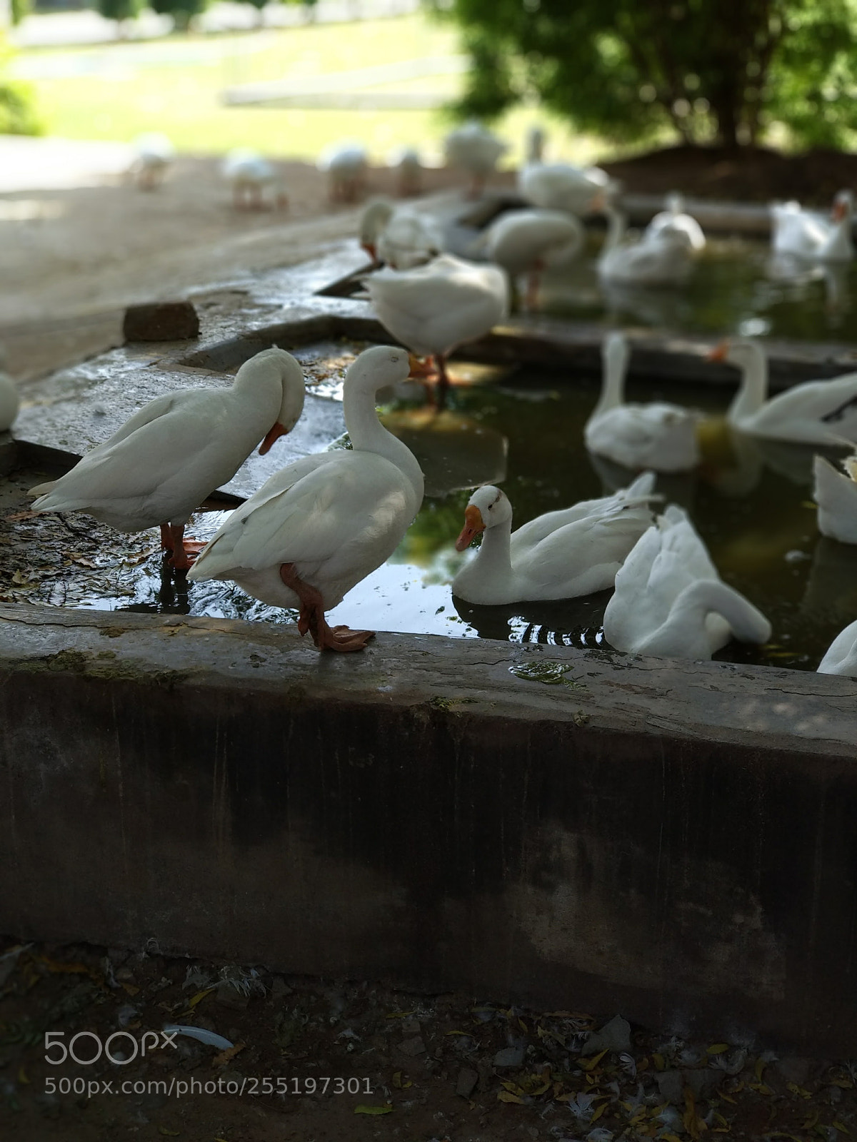 Xiaomi Mi A1 sample photo. Untitled photography