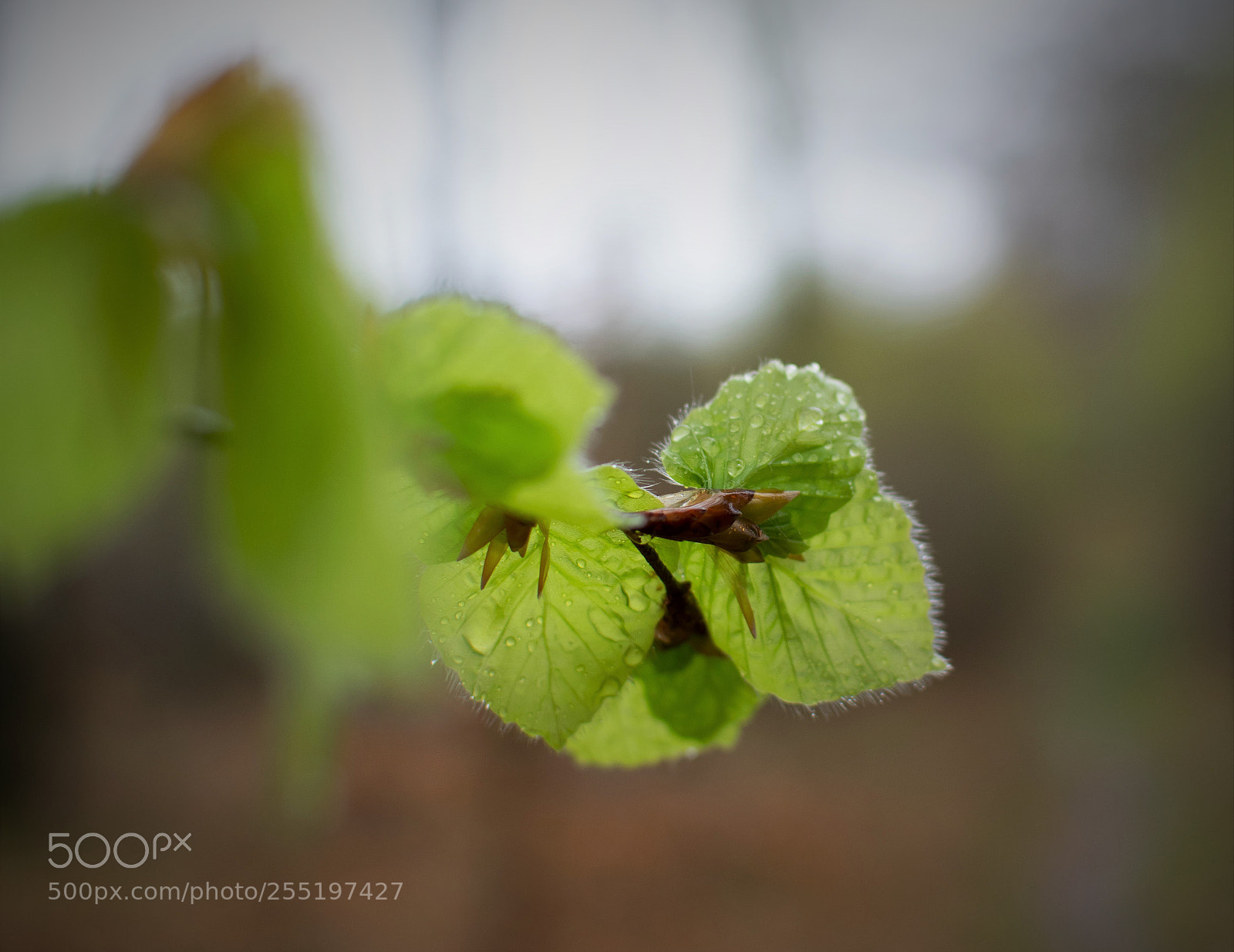 Nikon D3300 sample photo. April... photography