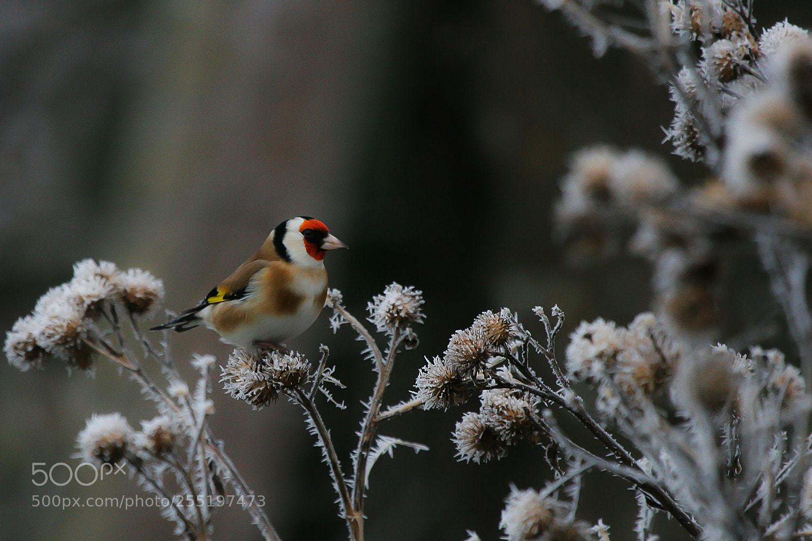 Canon EOS 30D sample photo. Carduelis carduelis photography