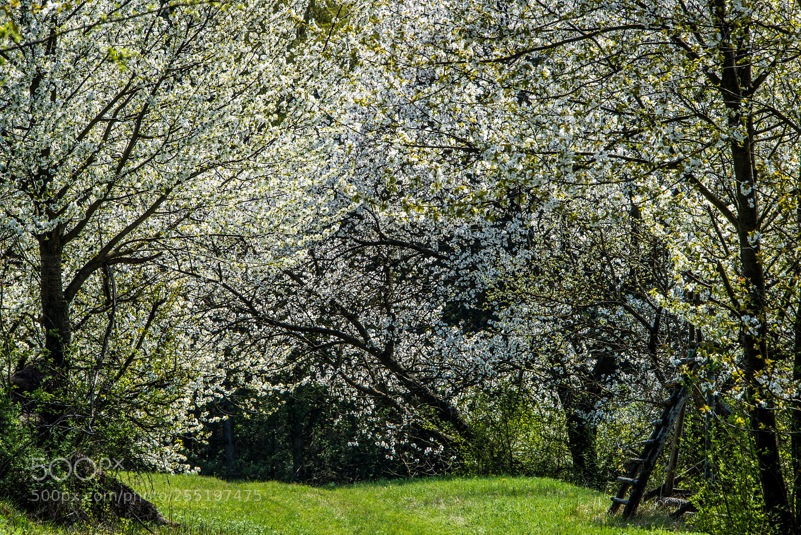 Nikon D810 sample photo. Spring blossoms photography