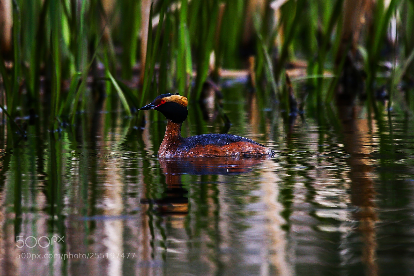 Canon EOS 30D sample photo. Podiceps auritus photography