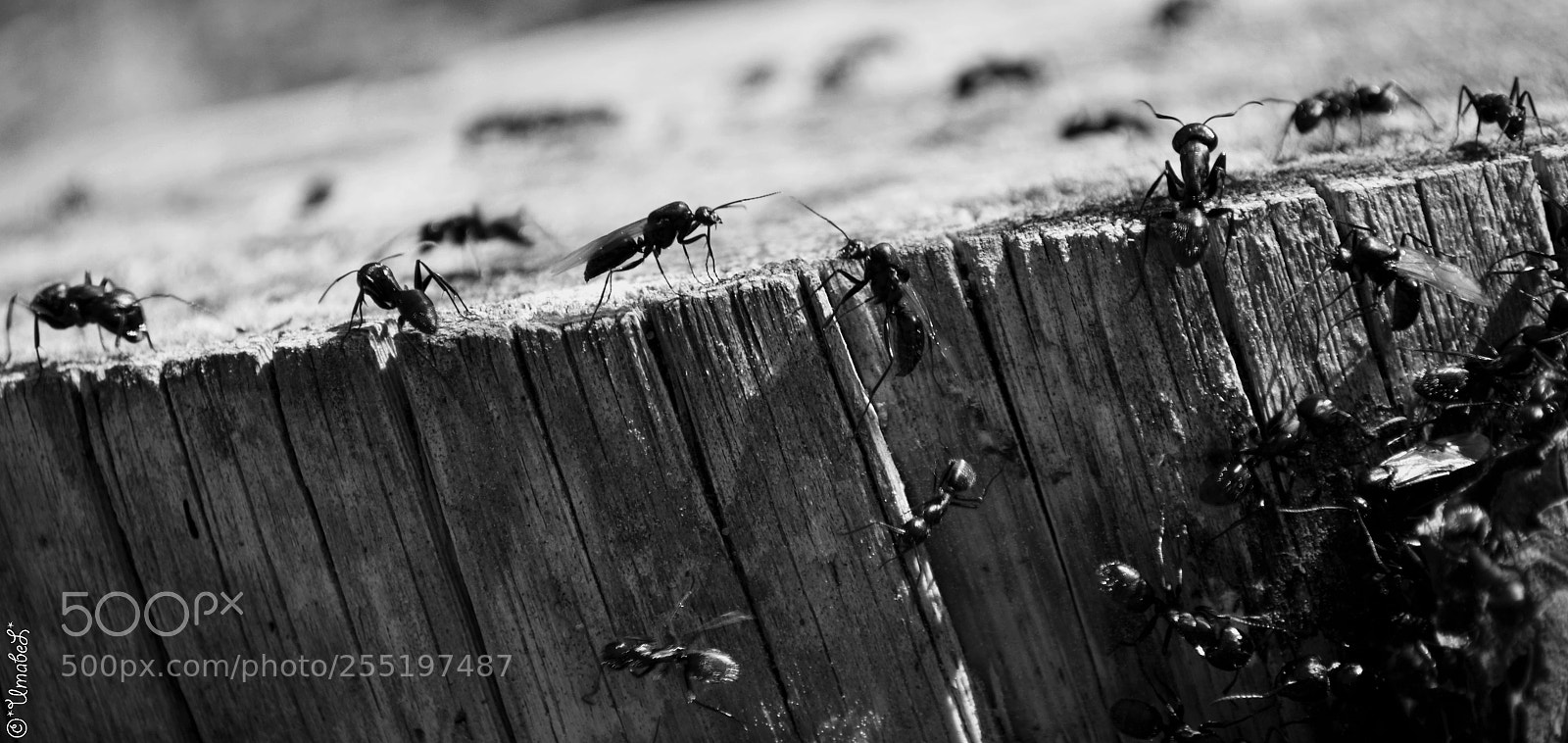Nikon D3200 sample photo. La petite rencontre photography