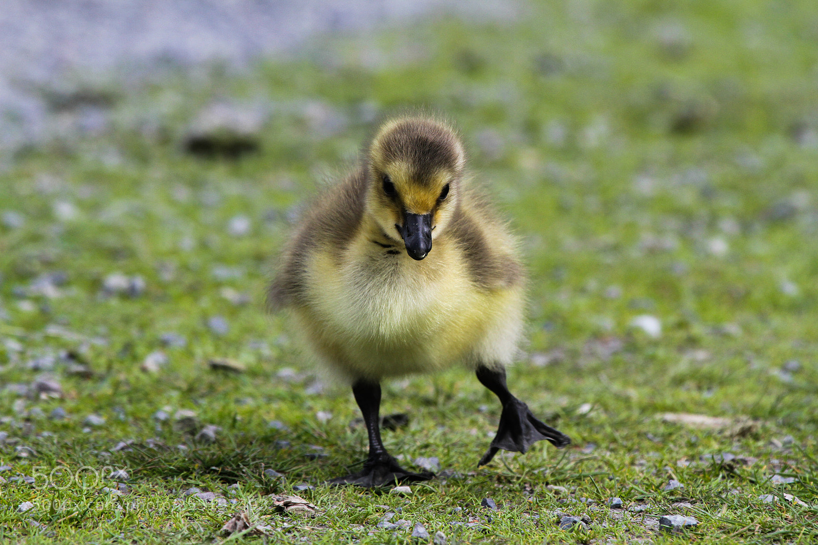 Canon EOS 7D sample photo. Branta canadensis photography