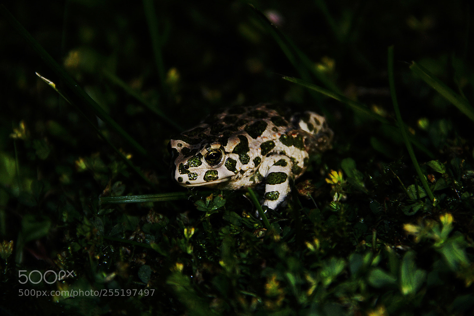 Canon EOS 7D sample photo. Bufo viridis photography