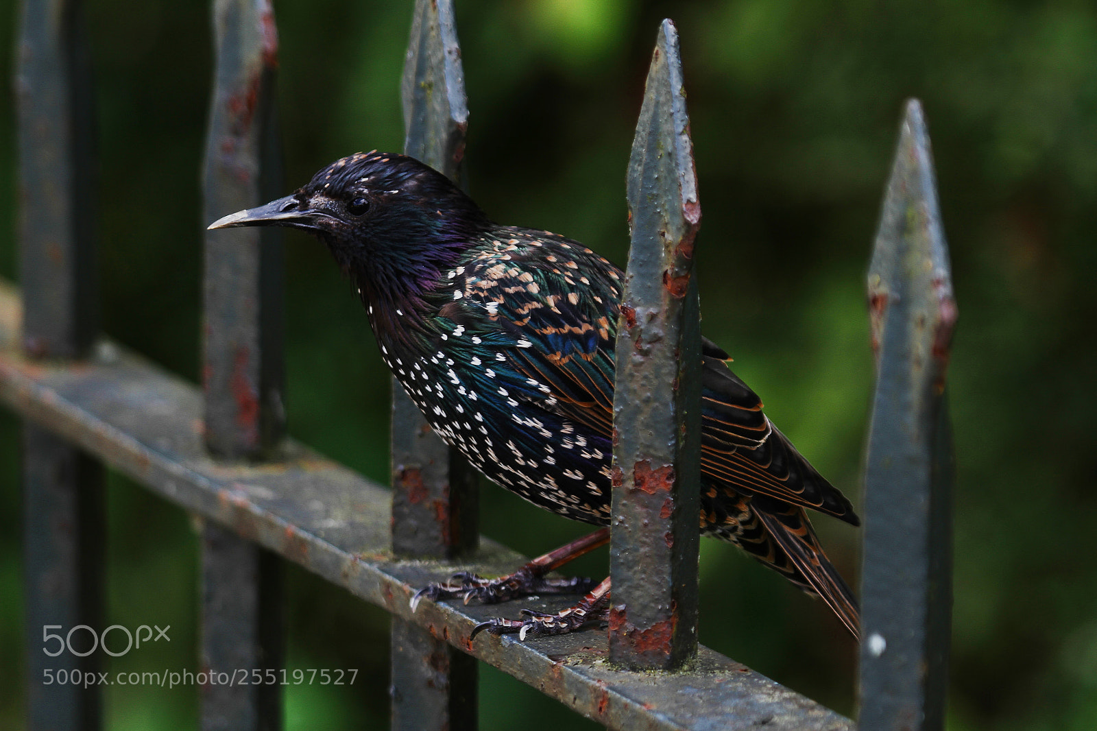 Canon EOS 7D sample photo. Sturnus vulgaris photography