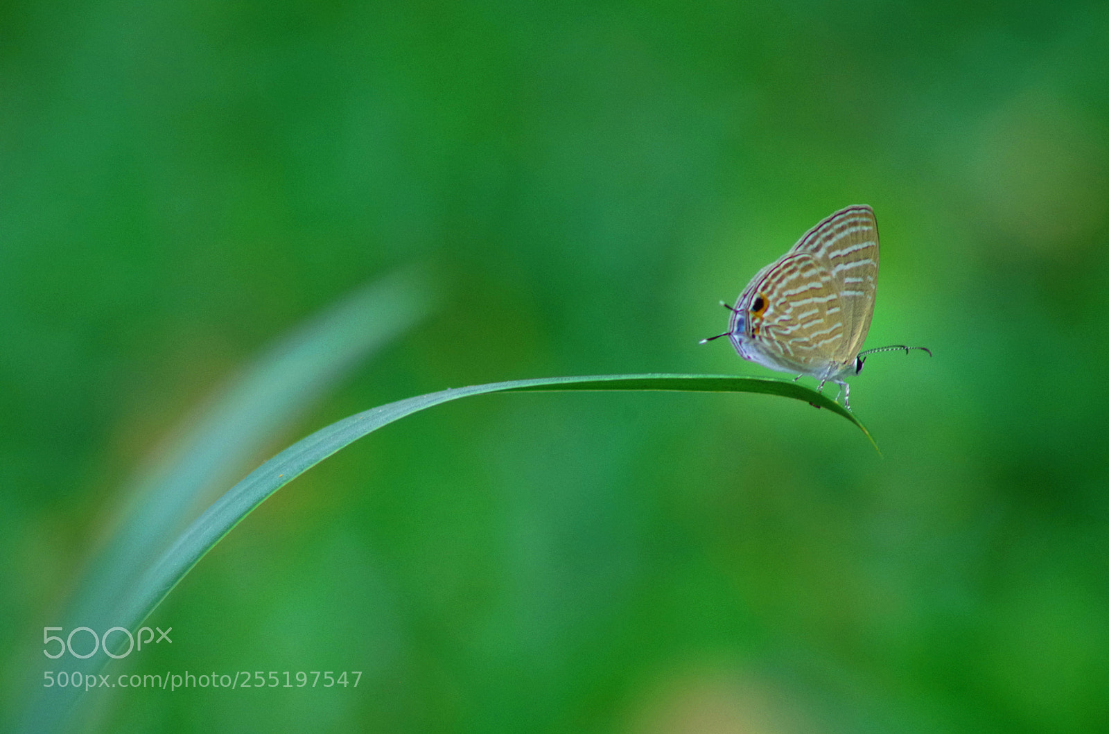 Pentax K-500 sample photo. Cerulean photography