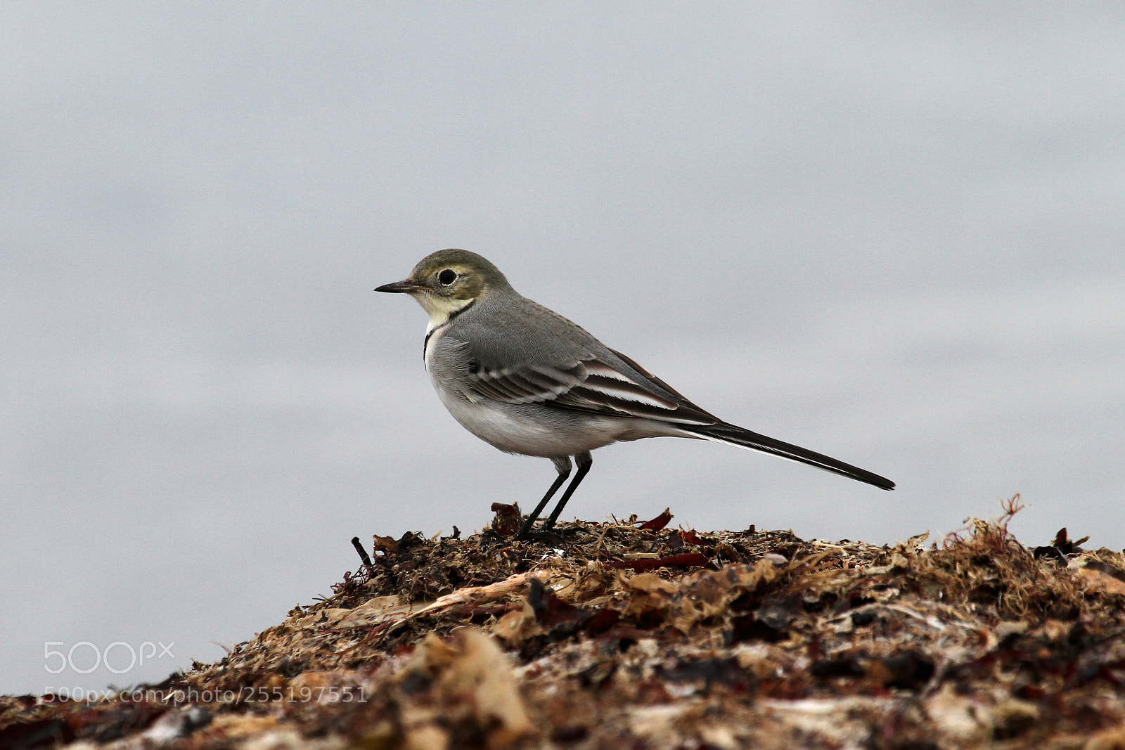 Canon EOS 7D sample photo. Motacilla alba photography