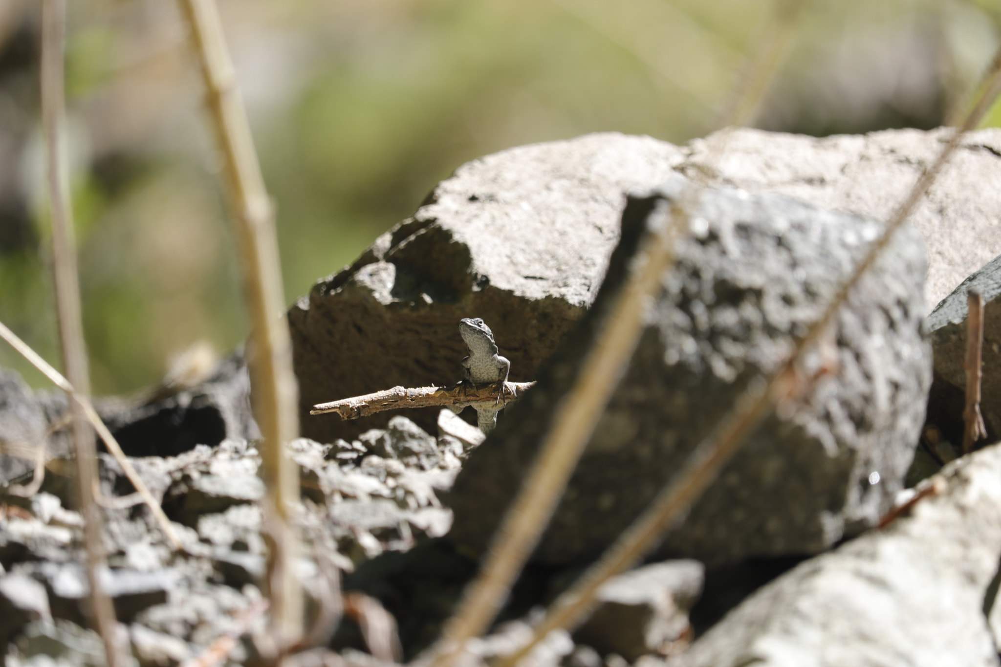 Canon EF-S 55-250mm F4-5.6 IS STM sample photo. Lagartija 2 photography