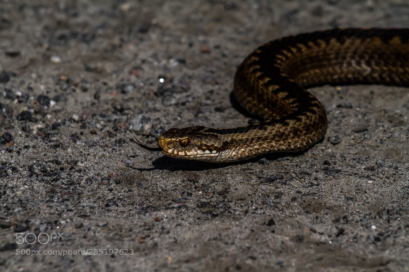 Canon EOS 7D sample photo. Vipera berus i photography