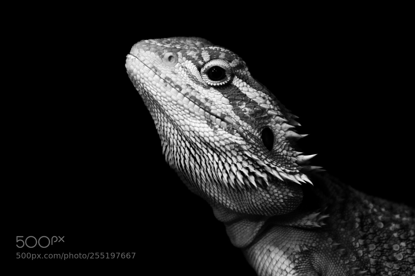 Canon EOS 7D sample photo. Nessie i photography