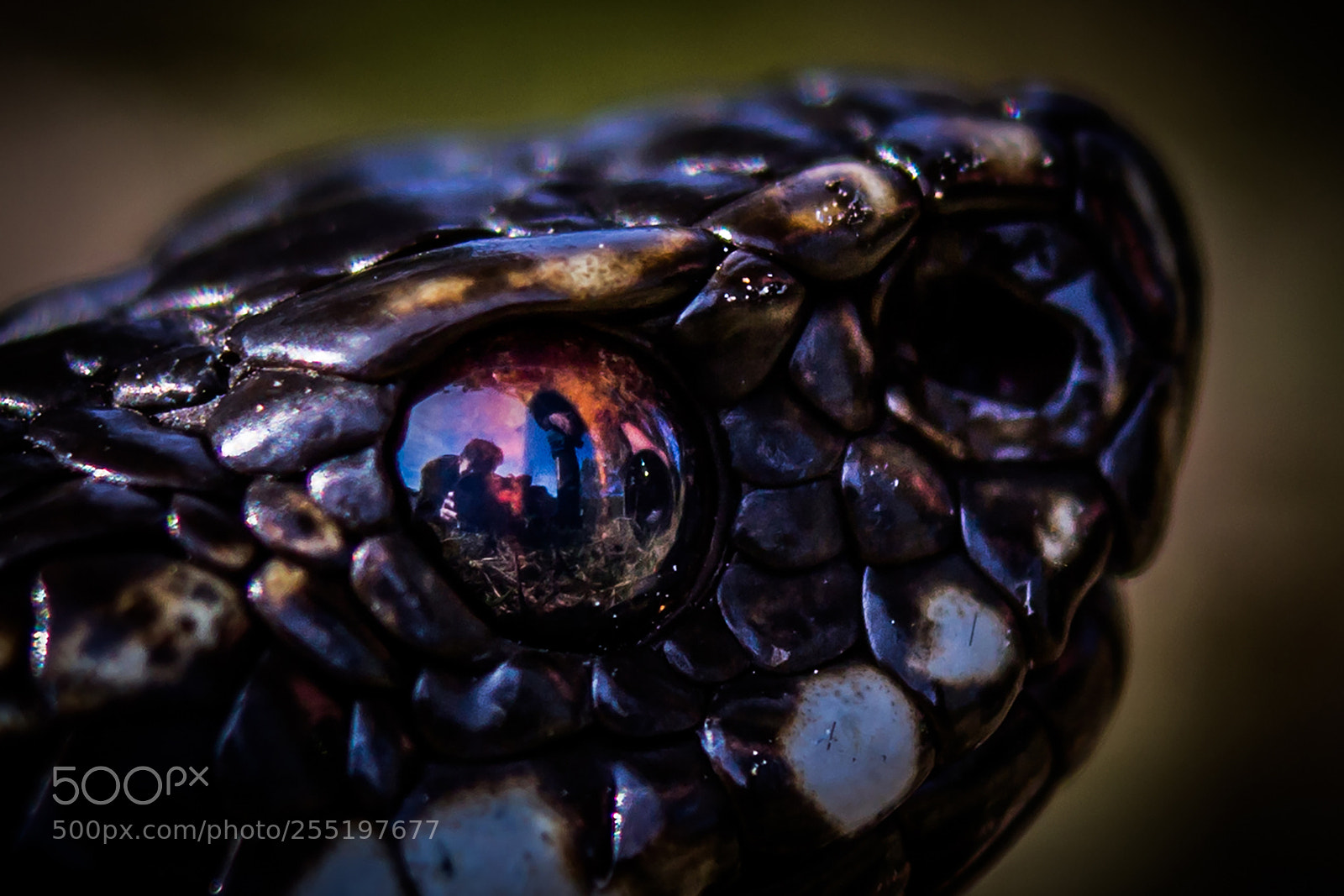 Canon EOS 7D sample photo. Deadly eye photography