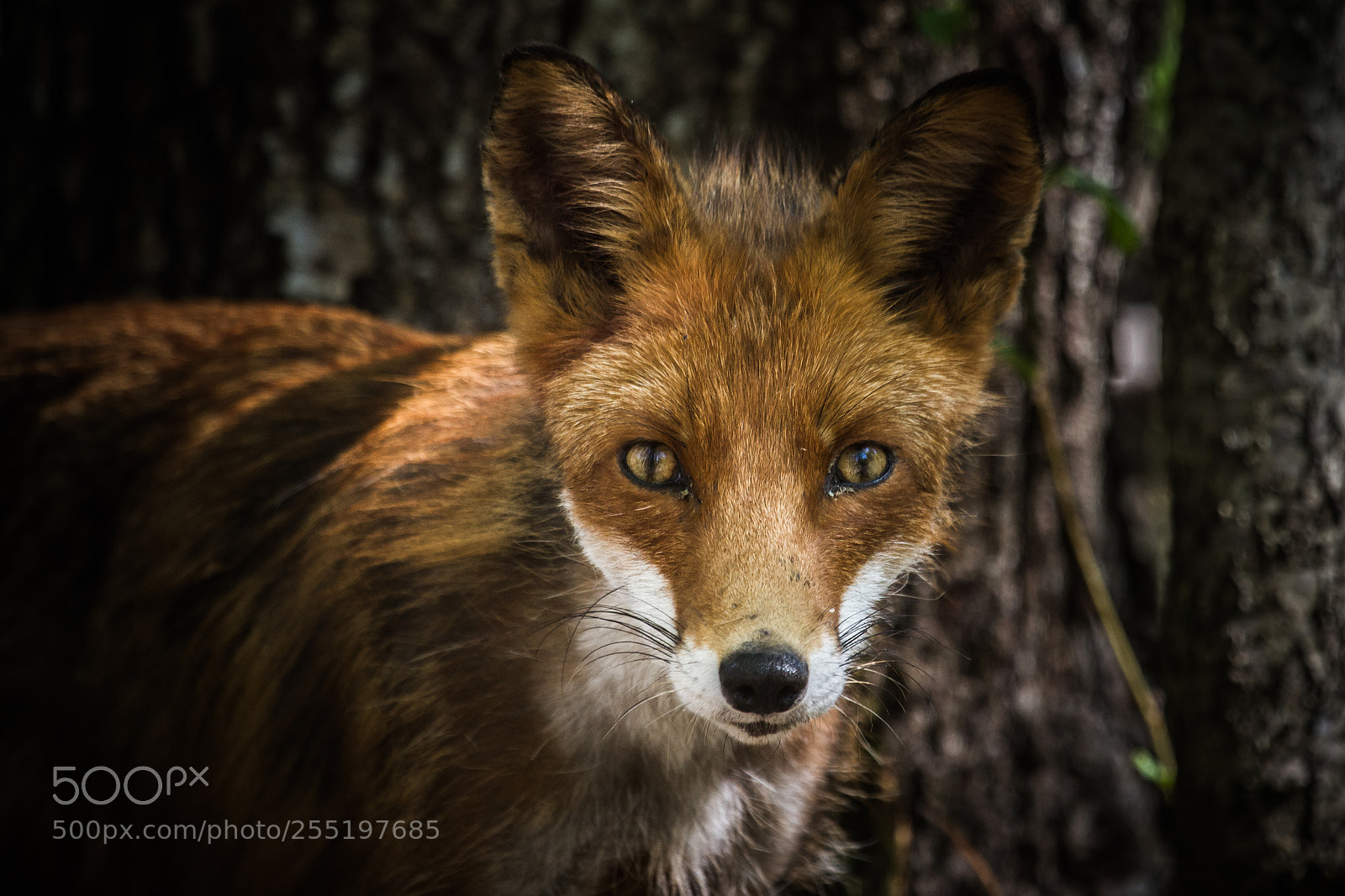 Canon EOS 7D sample photo. Vulpes vulpes photography
