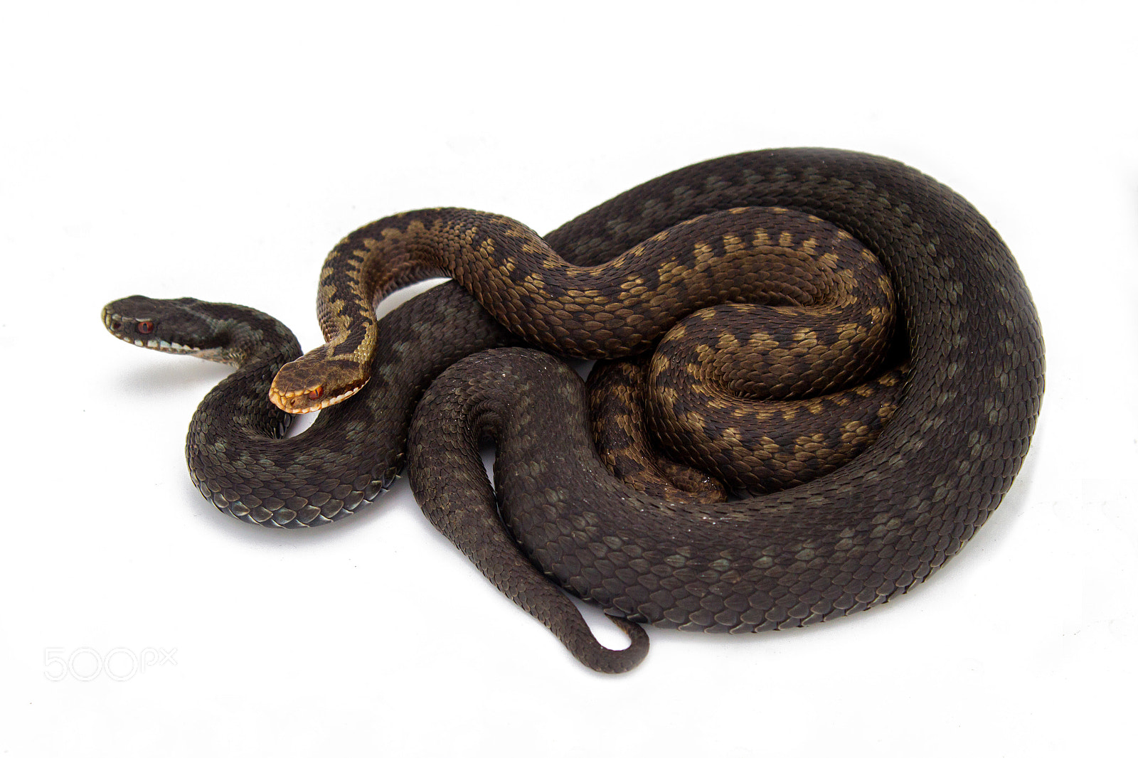Canon EOS 7D sample photo. Vipera berus iii photography