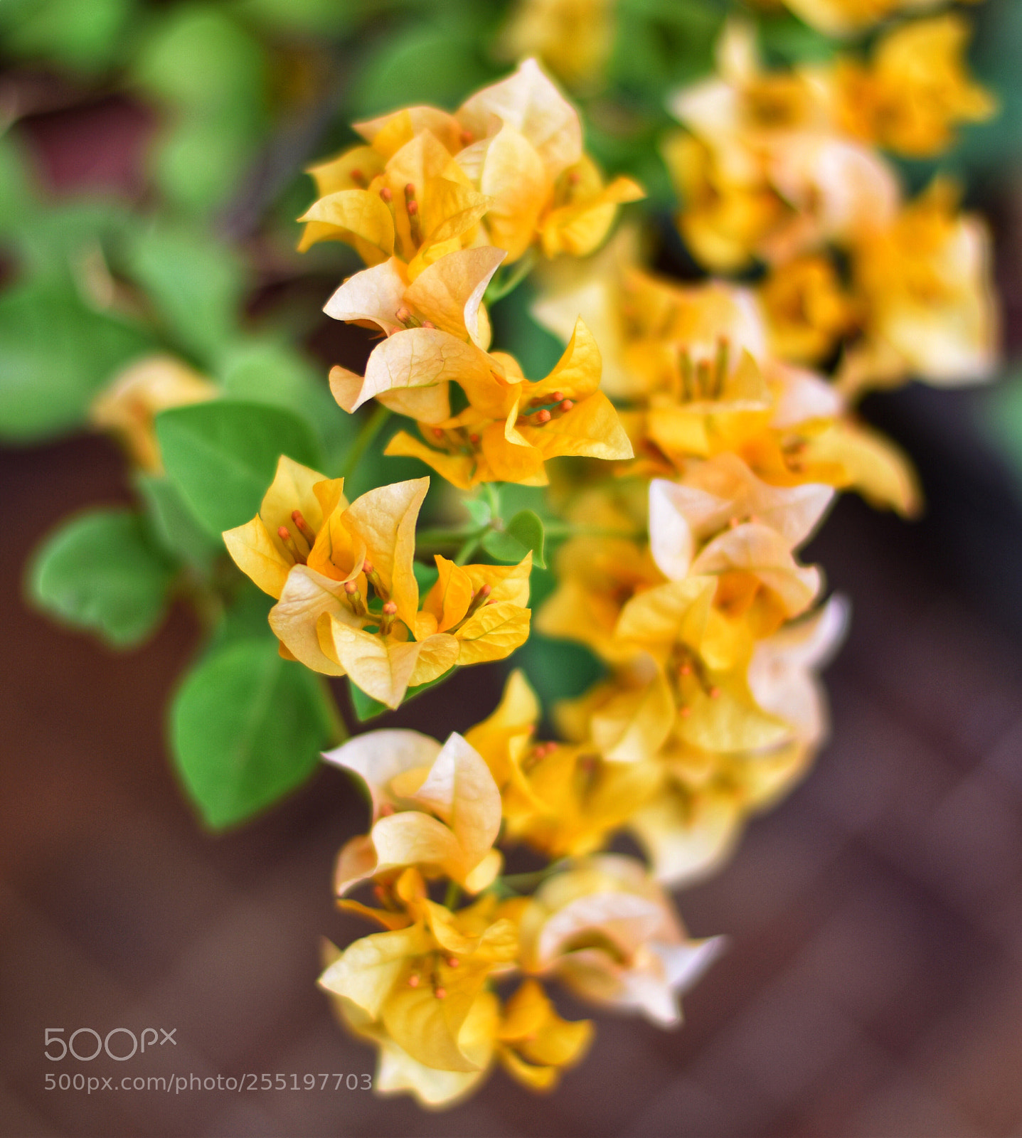 Nikon D5600 sample photo. Nifty fifty with nikon  photography