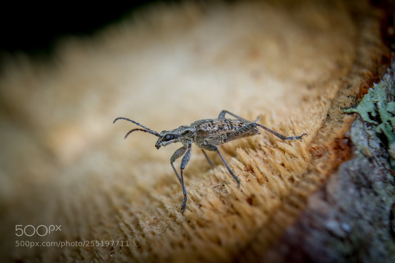 Canon EOS 7D sample photo. Rhagium inquisitor photography