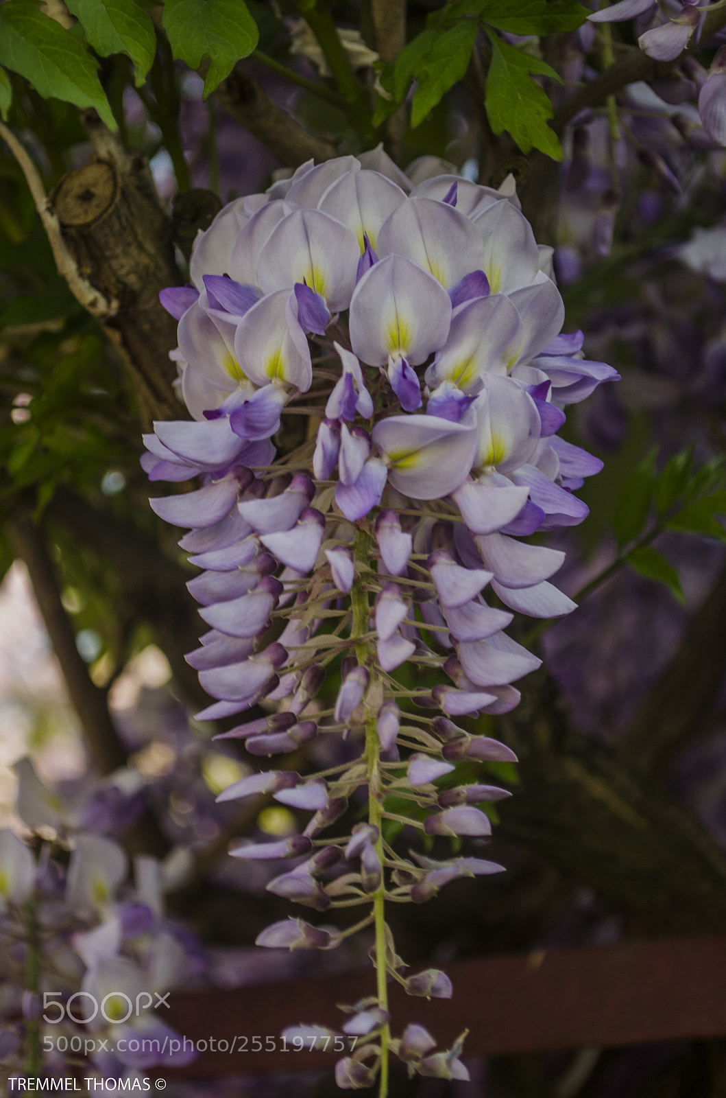 Nikon D5100 sample photo. Acacia photography