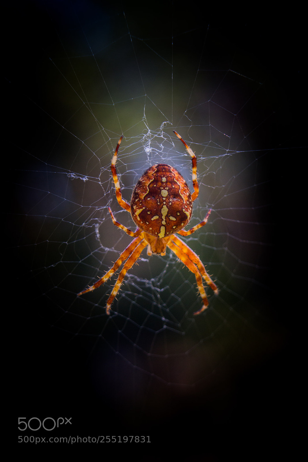 Canon EOS 7D sample photo. Araneus diadematus photography