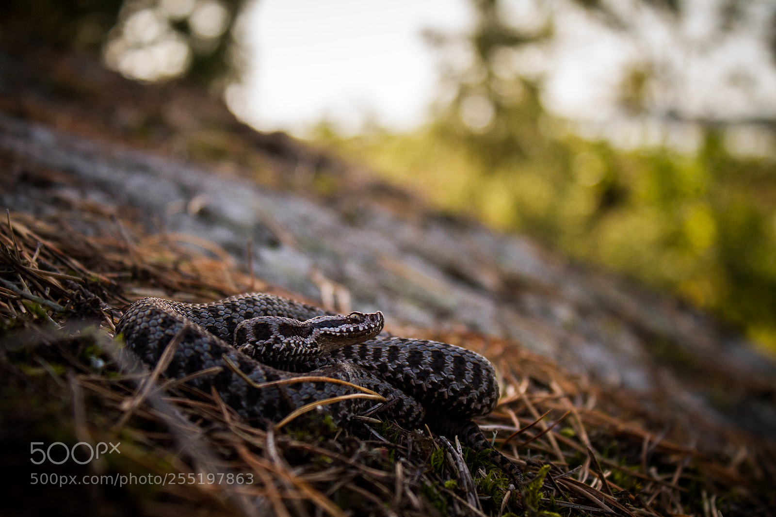 Canon EOS 7D sample photo. Vipera aspis zinnikeri photography