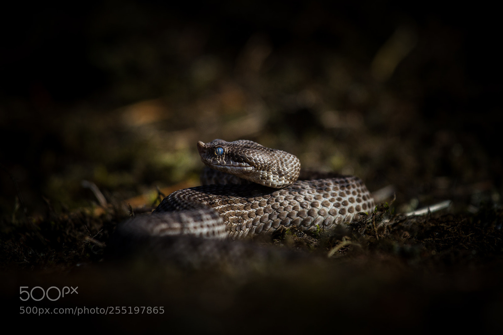 Canon EOS 7D sample photo. Vipera latastei photography