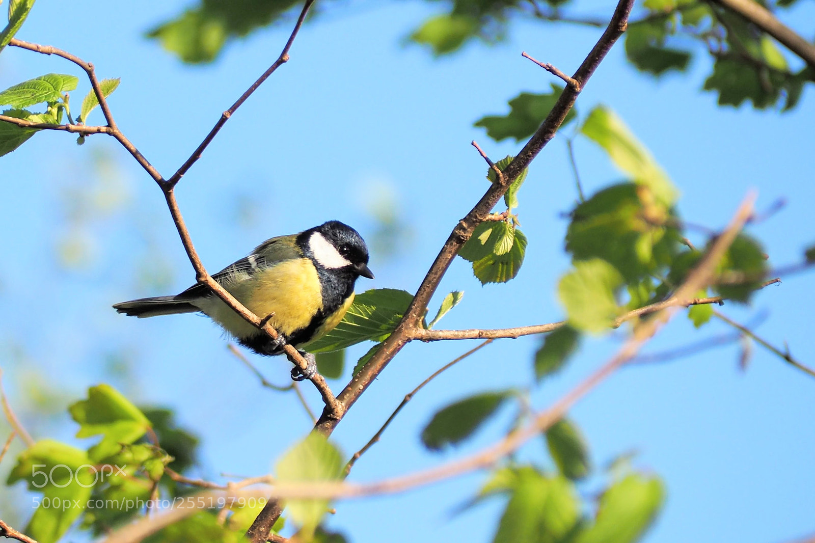 Olympus OM-D E-M10 II sample photo. Great tit photography