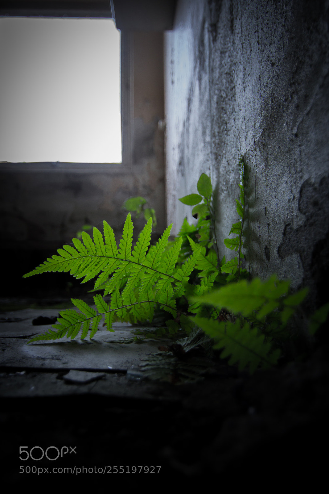 Canon EOS 7D sample photo. New life photography