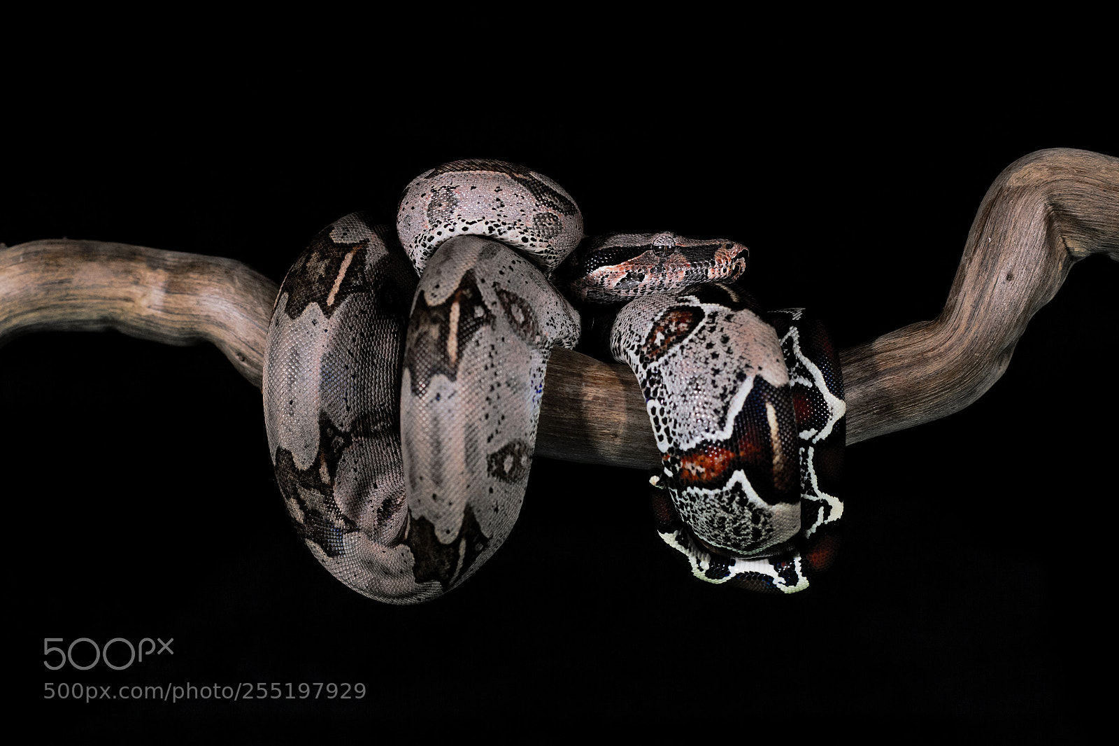 Canon EOS 7D sample photo. Boa constrictor photography