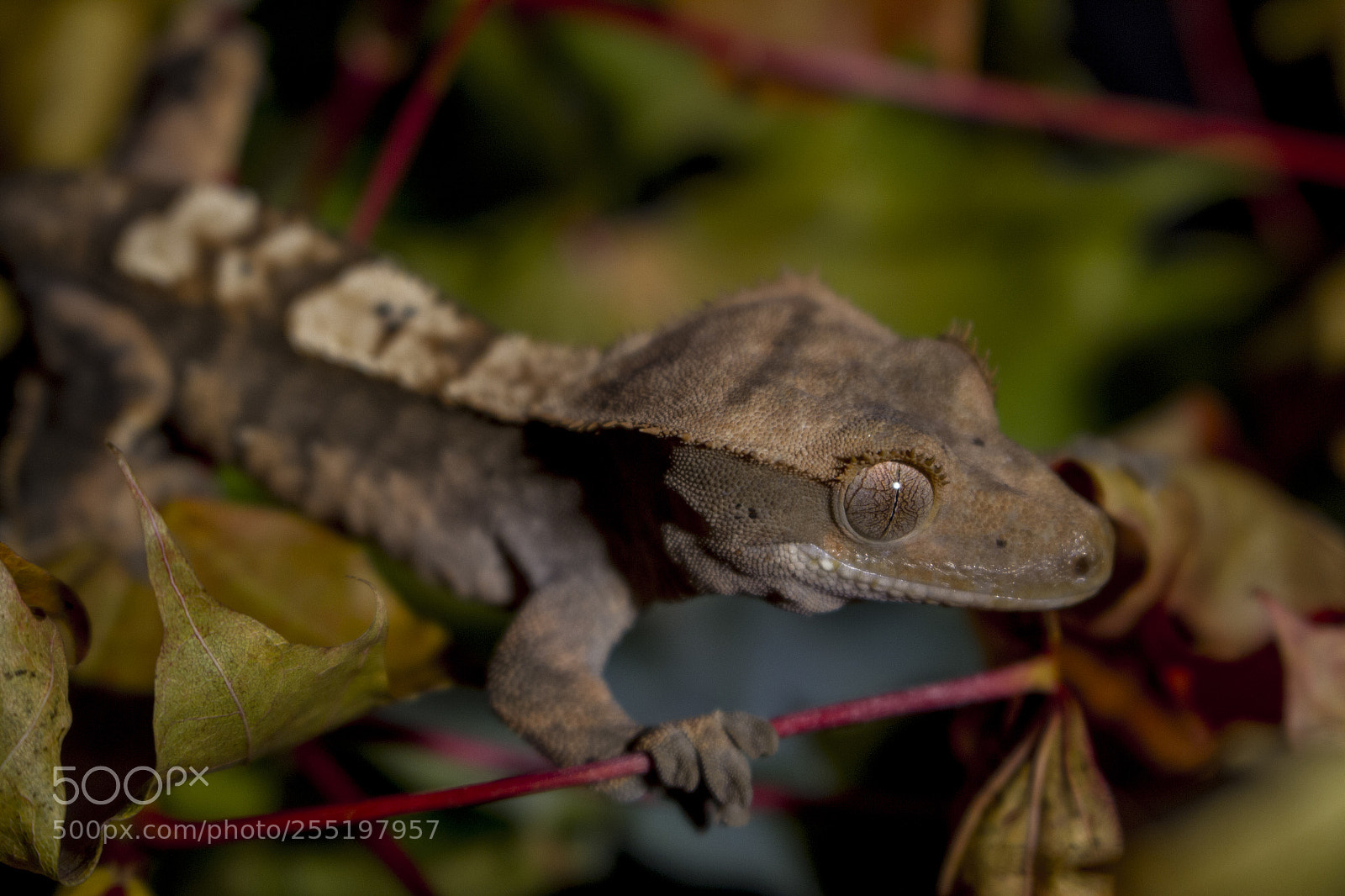 Canon EOS 7D sample photo. Crested gecko photography