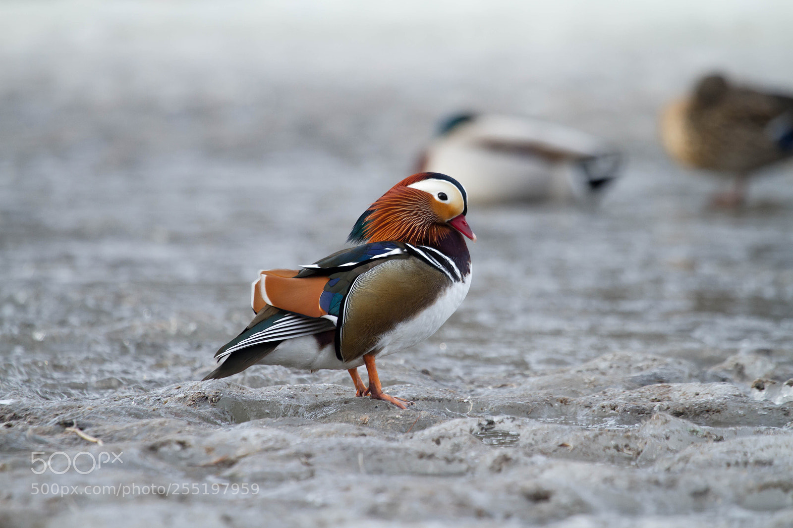 Canon EOS 7D sample photo. Aix galericulata photography