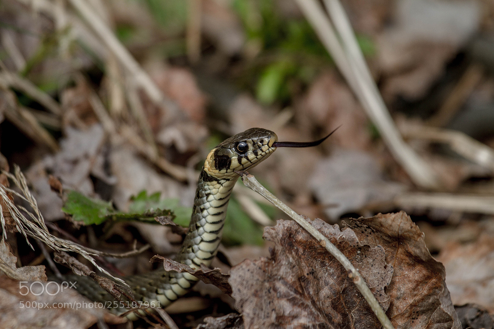 Canon EOS 7D sample photo. Natrix natrix photography
