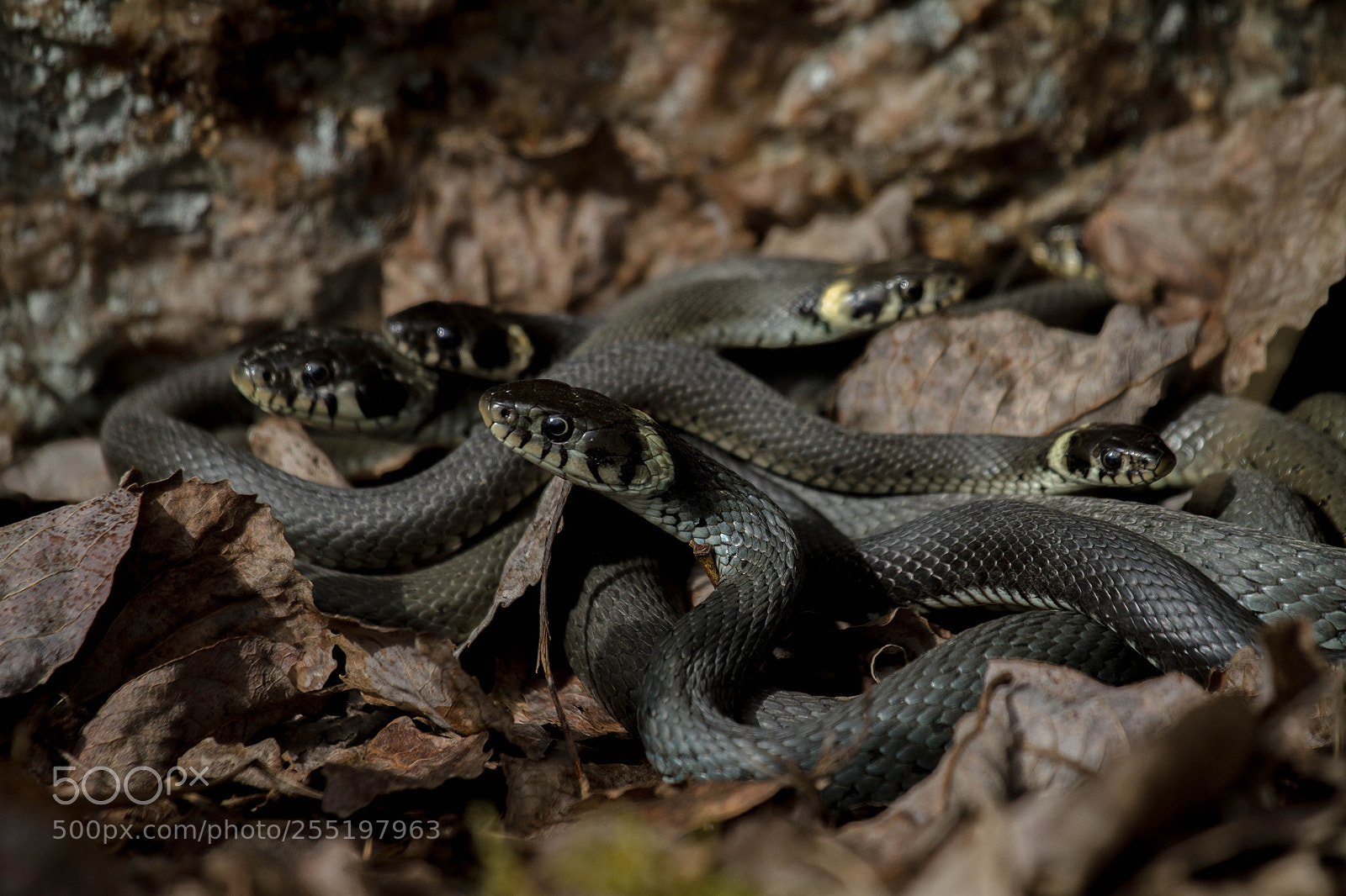 Canon EOS 7D sample photo. Natrix natrix mating photography