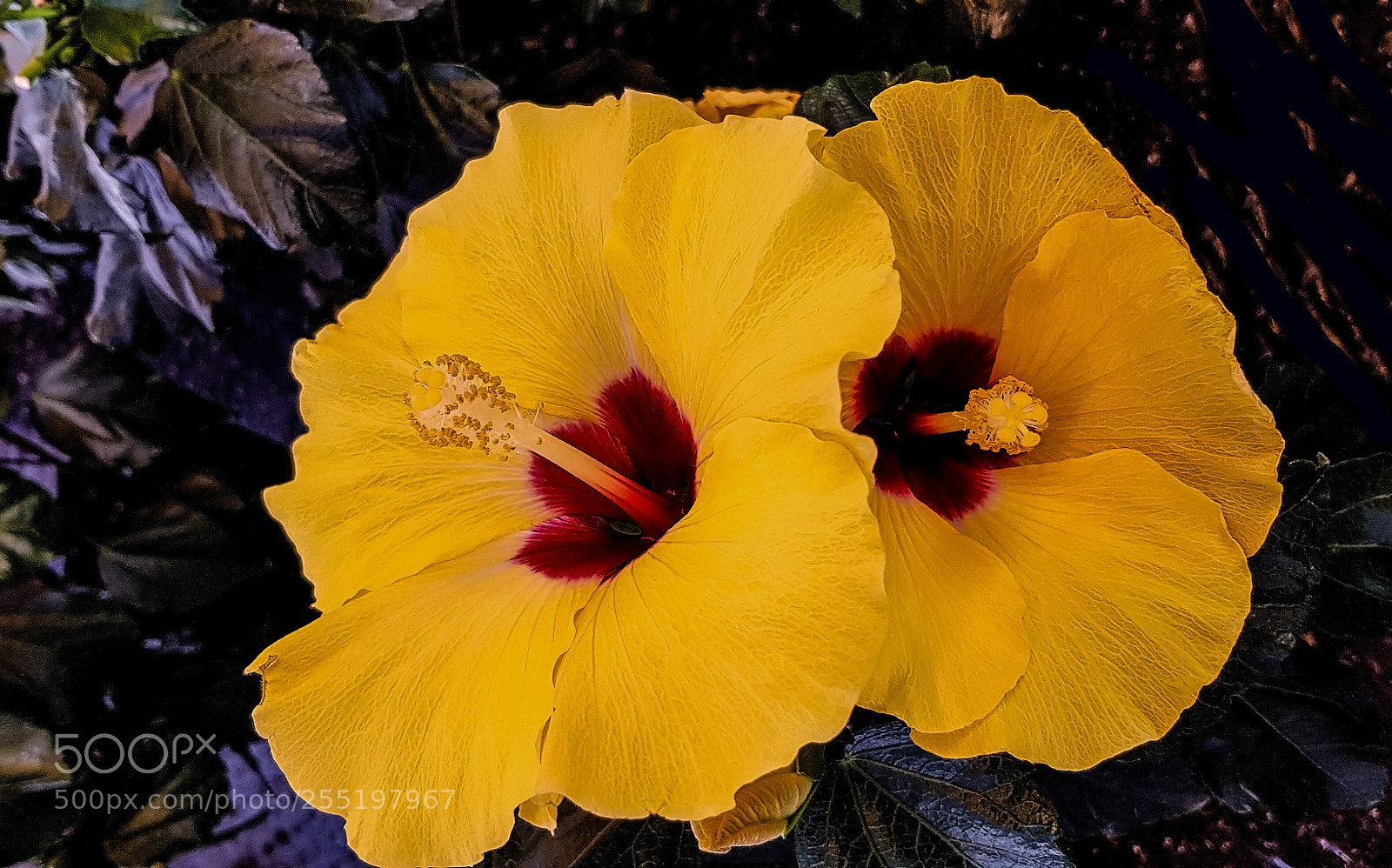 Samsung Galaxy S8 sample photo. Two yellow hibiskus flowers. photography