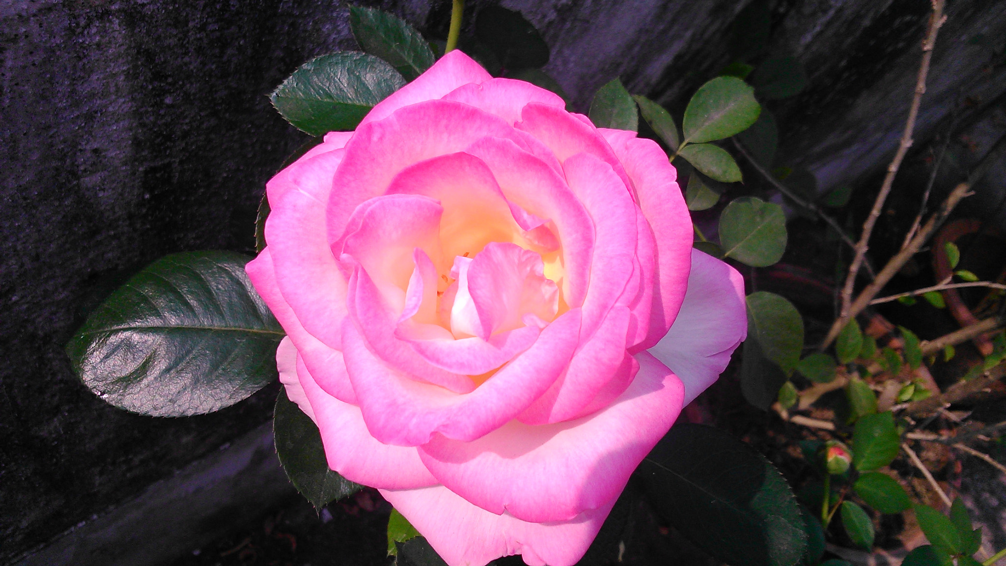 Sony Xperia L sample photo. Dsc photography