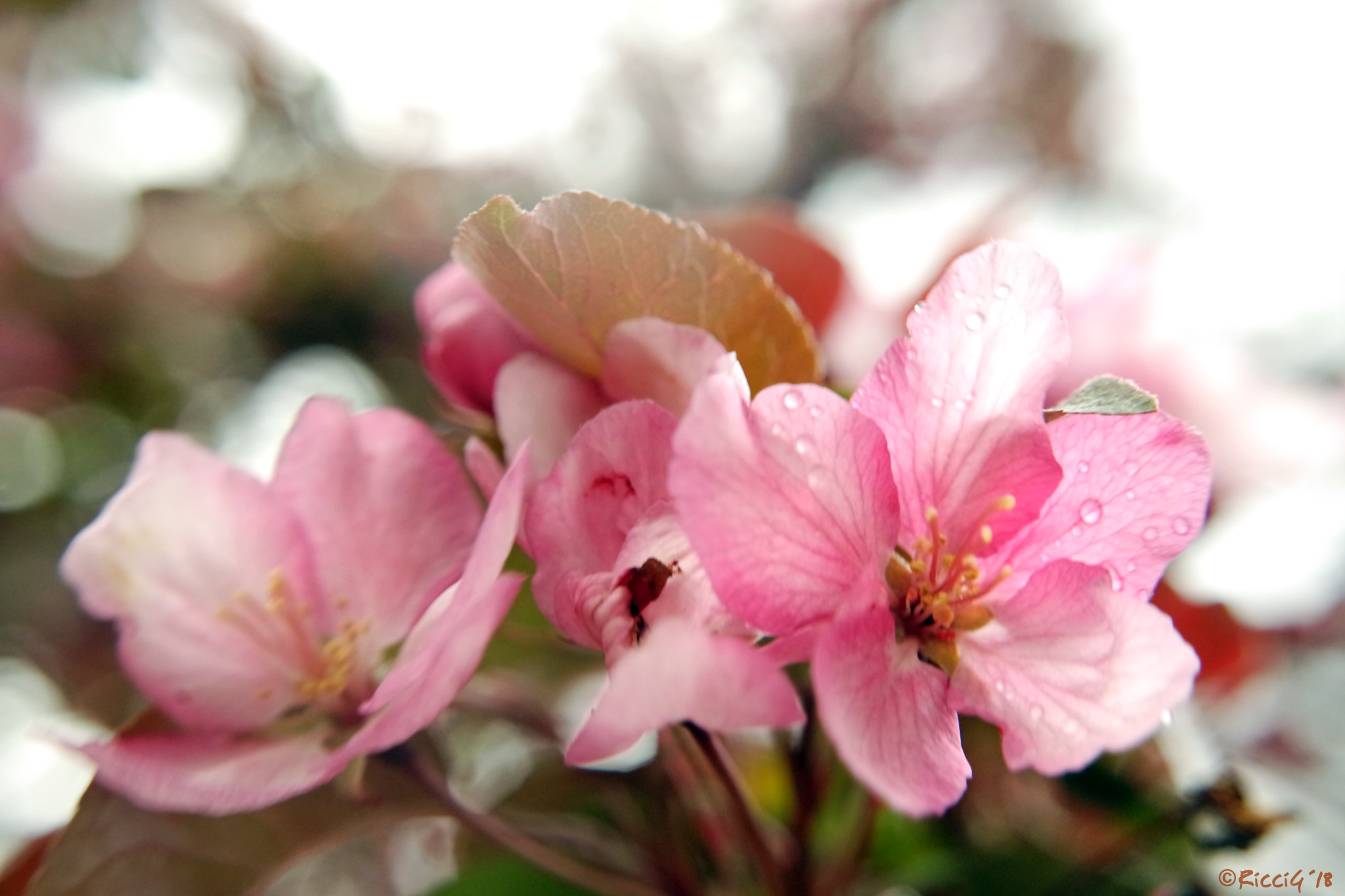 Samsung NX3300 sample photo. Japanese cherry photography