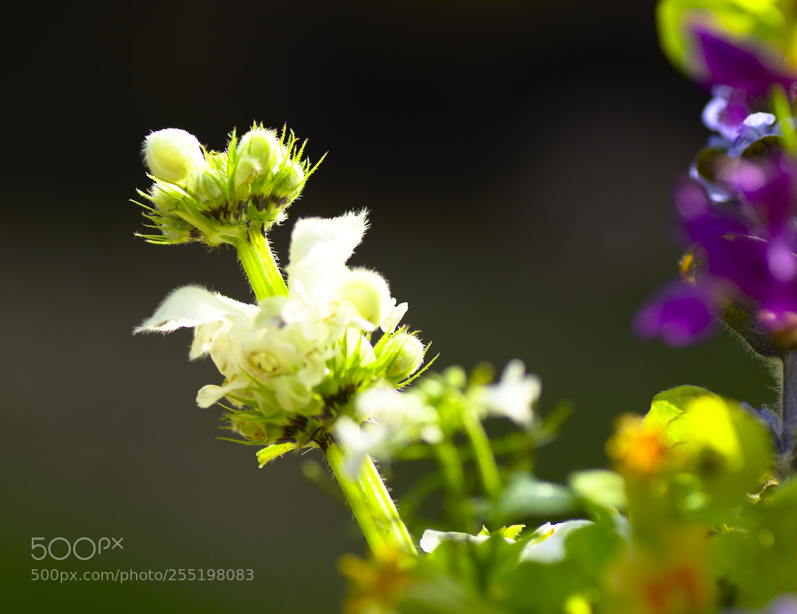 Nikon D5600 sample photo. Ortie blanc photography