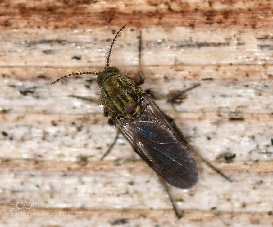 Nikon D7200 sample photo. Small fly on the photography