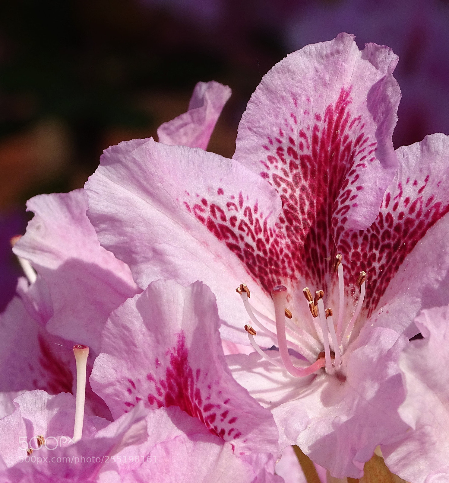 Sony Cyber-shot DSC-HX400V sample photo. Rhododendron photography