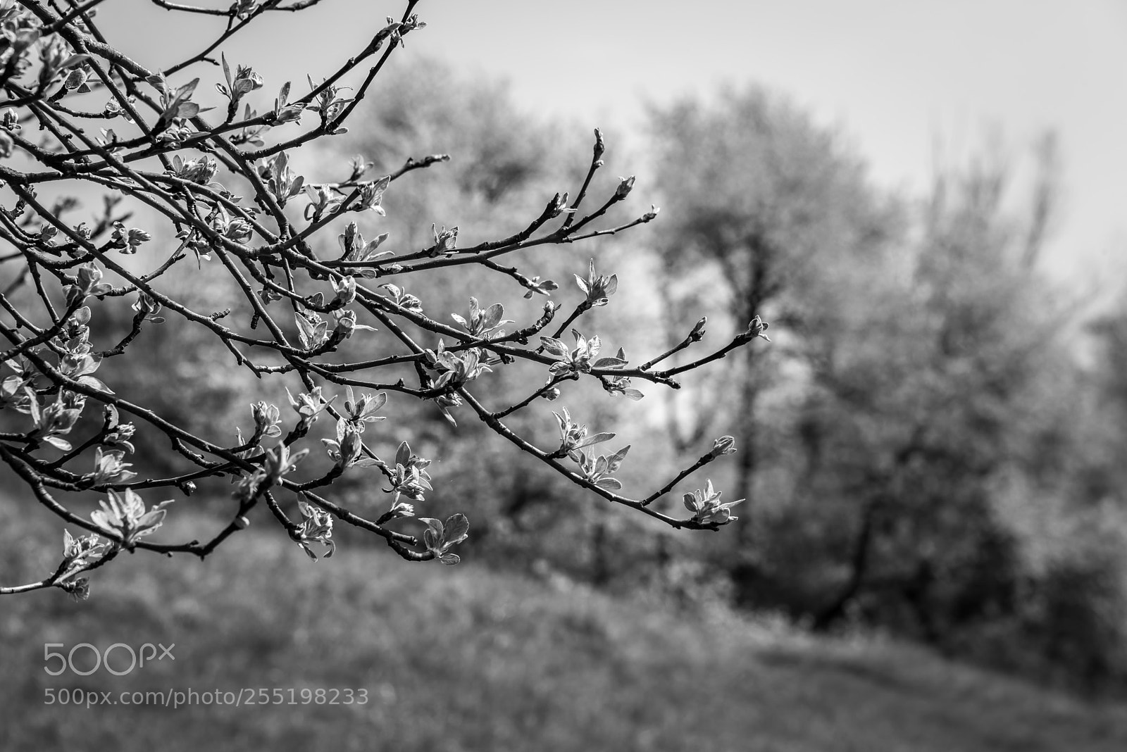 Nikon D810 sample photo. Spring in b/w photography